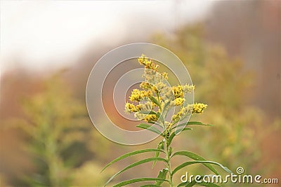 Close up profile view of goldenrod blossoms Stock Photo