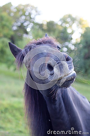 allergic horse sneeze and snort reaction to pollen Stock Photo