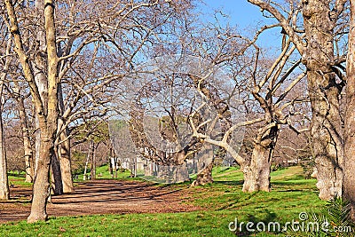 Age-old plane trees in the public park of Borghese, Rome Stock Photo