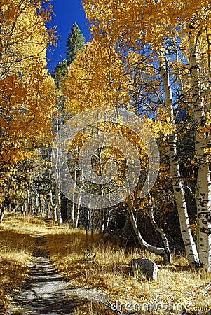 Alley of aspens near June Lake Stock Photo