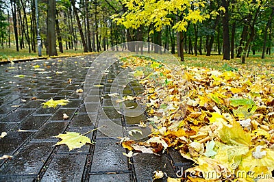 Alley autumn park Stock Photo