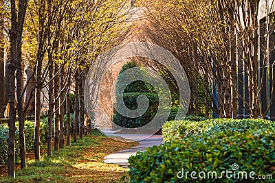 Alley with autumn trees in sunny day, Atlanta, USA Stock Photo