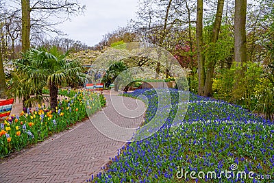 Alley with blue grape hyacinths in Keukenhof park, Lisse, Holland, Netherlands Editorial Stock Photo