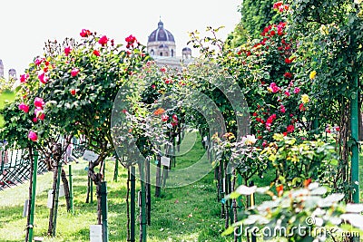 Alley of bright roses in the park Stock Photo