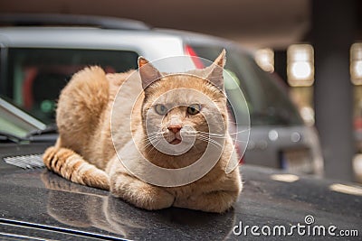 Alley cat at the car hood Stock Photo