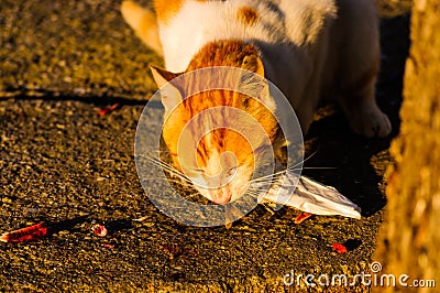 Alley Cat Eating Stock Photo