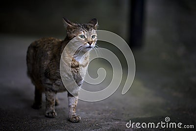 Alley cat Stock Photo