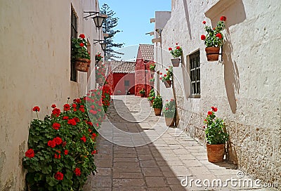An alley full of red flowering shrubs and terracotta planters hanging on the old building`s outer walls Stock Photo
