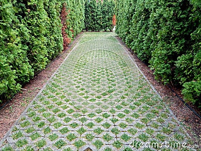 Alley in a green maze created in a park - Baia Mare city Stock Photo