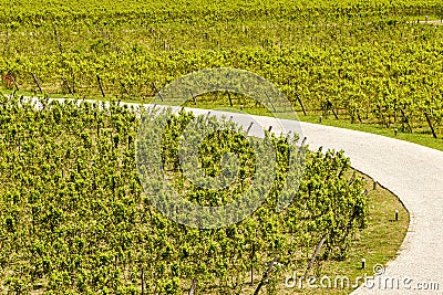 Alley in a large vineyard near Buzau Stock Photo