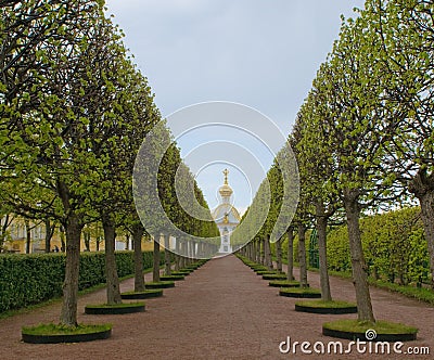 Alley leadind to Grand palace, Petergof, Russia Stock Photo