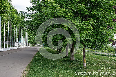 An alley of live trees along the sidewalks in the courtyards Stock Photo