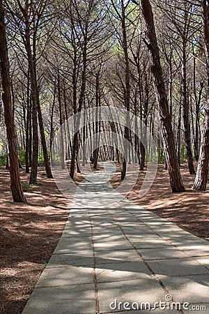 Alley in the mediterranean pine forest Stock Photo