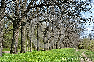 Alley of old oaks in early spring in the forest Stock Photo