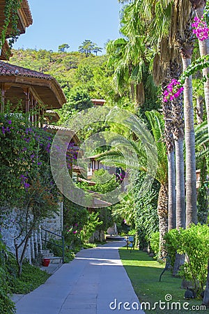 Alley with palm trees and bungalows. Flowers of palm trees and greenery on the street with houses Stock Photo