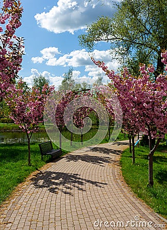 An alley in the park. Decorative pink cherries are blooming around Stock Photo