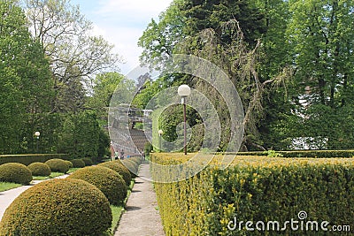 An alley a path in the Park a line of clipped bushes and spherical Stock Photo