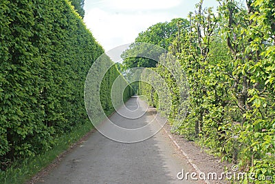 An alley a path in the Park a line of clipped bushes and spherical Stock Photo