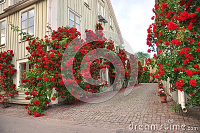 Alley of roses Stock Photo