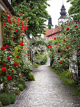 Alley of Roses Stock Photo