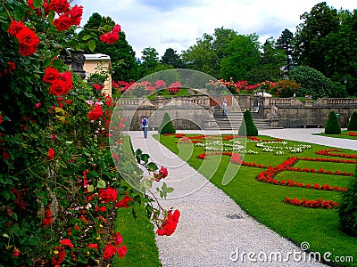 Alley of roses Stock Photo