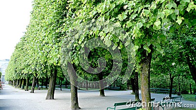 Alley of trees Stock Photo