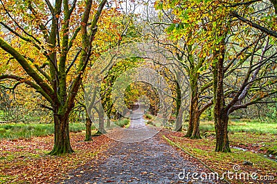 Alley with trees in autumn in Snowdonia National Park in Wales Stock Photo