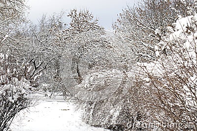 Alley and trees covered with snow Stock Photo