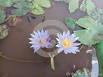Alli Flower In Mud In Pot Fish Stock Photo