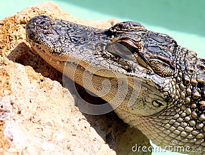 Alligator Stock Photo