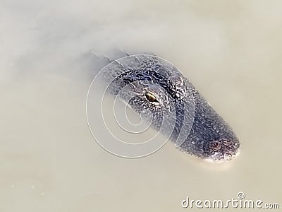 Alligator alligator America texas swamp swim Editorial Stock Photo