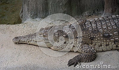 Alligator Stock Photo