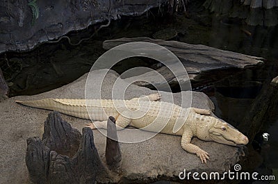 Alligator California Academy of Sciences Stock Photo