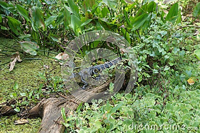 Alligator at Corkscrew Swamp Sanctuary Stock Photo
