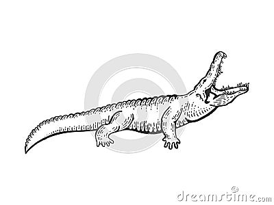 Alligator crocodile sketch engraving vector Vector Illustration