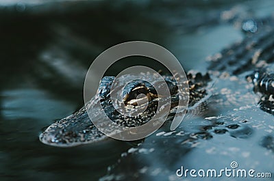 Alligator, crocodile, water, pretty, teeth, eyes, danger, photography, blue, scary, orange, scales, Stock Photo