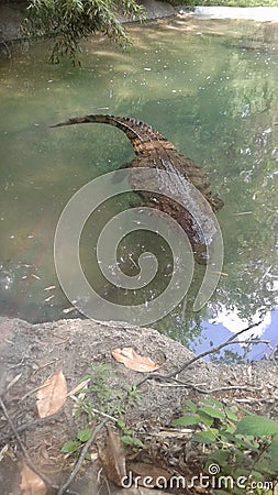 Alligator crocodile water zoo dallas Stock Photo