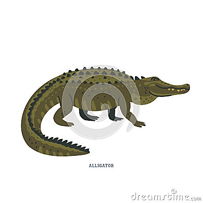 Alligator. An alligator is a crocodilian with black or dark olive-brown skin with light undersides. Vector Illustration