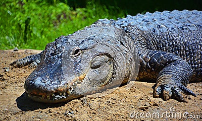 An alligator is a crocodilian in the genus Alligator of the family Alligatoridae. Stock Photo