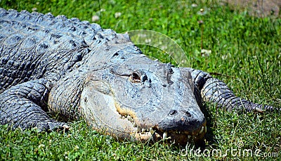 An alligator is a crocodilian in the genus Alligator of the family Alligatoridae. Stock Photo