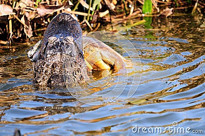 Alligator Eating an Iguana Stock Photo