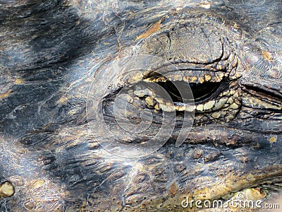 Alligator Everglades Florida Stock Photo