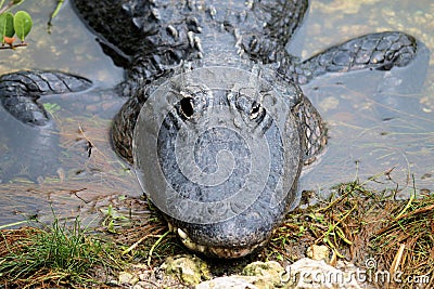 Alligator - Everglades National Park Stock Photo