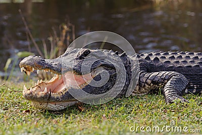 Alligator in Everglades park Stock Photo