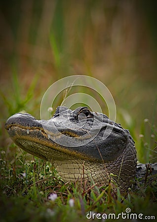 Close Head Shot of Florida Alligator in the Wild Stock Photo