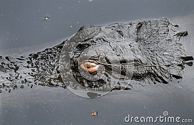 Alligator with fish hook stuck in eye