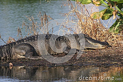 Alligator Florida Everglades Stock Photo