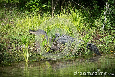 Alligator in Florida swamp Stock Photo