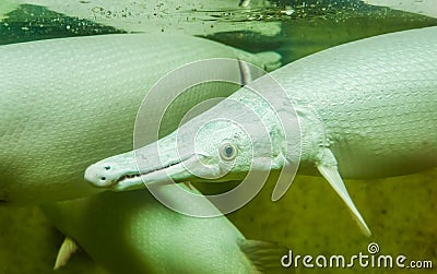 Alligator gar in closeup up, funny tropical fish with a long snout, exotic fish specie from America, popular aquarium pet Stock Photo