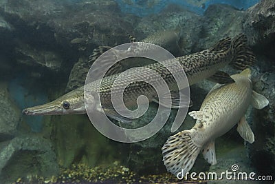 Alligator gar fish in aquarium Stock Photo